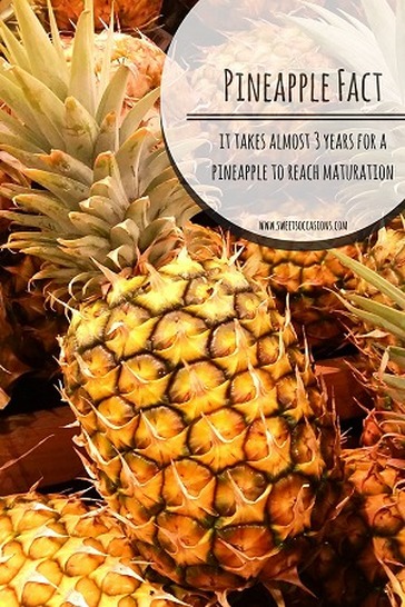 {Sweets Occasions} Pineapple Fact